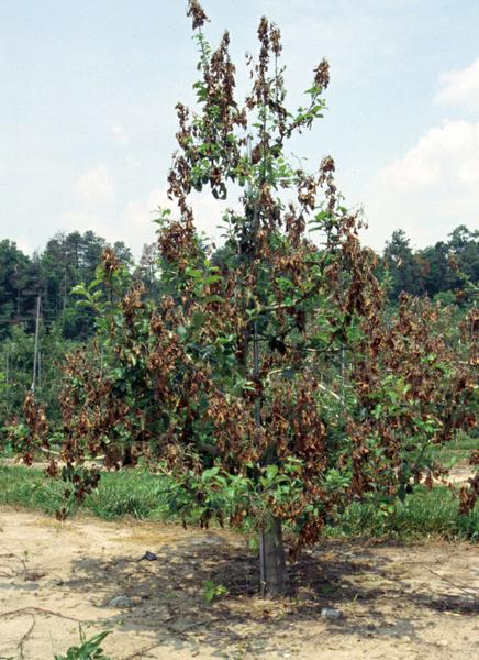 Figure 7. A tree with fire blight, an infectious tree bacterium 